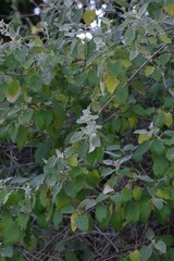 Buddleja dysophylla