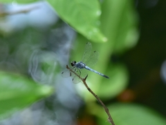 Brachydiplax sobrina