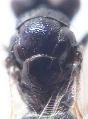 Eulophinae