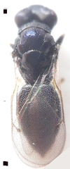 Eulophinae