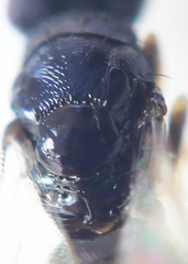Eulophinae