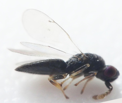 Eulophinae