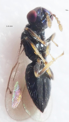 Eulophinae