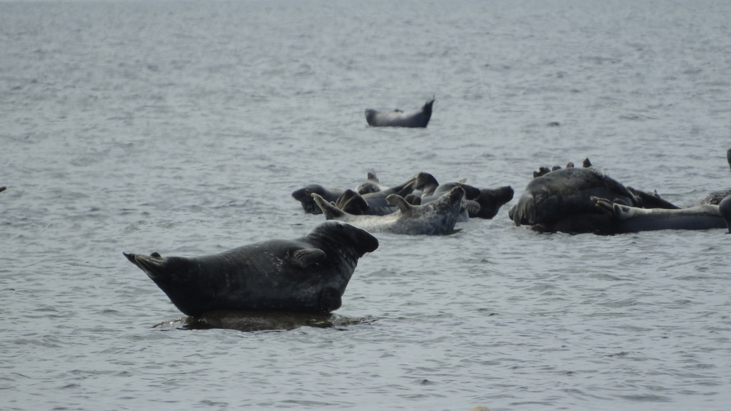 Baltic gray seal