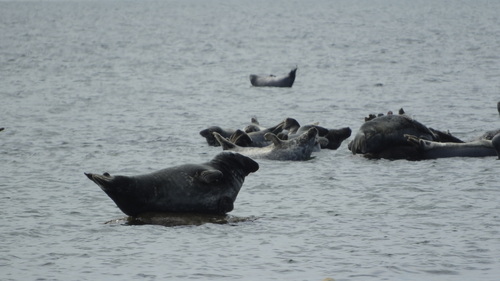 Baltic gray seal