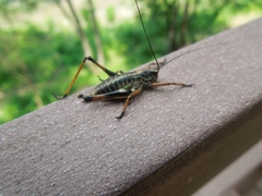 Paratlanticus ussuriensis