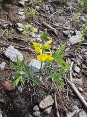 Thermopsis lanceolata