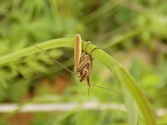 Pleurota aristella