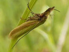 Pleurota aristella