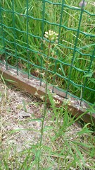 Capsella