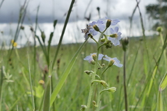 Myosotis nemorosa