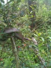 Coluber constrictor latrunculus