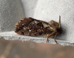 Korscheltellus fusconebulosa