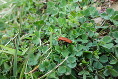 Pyrochroa serraticornis