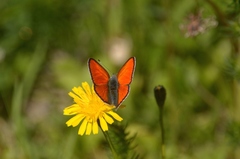 Lycaena hippothoe italica