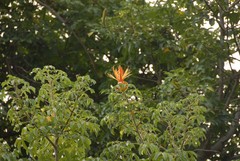 Adansonia madagascariensis