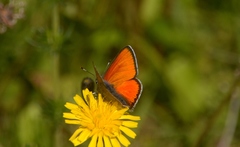 Lycaena hippothoe italica