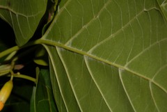 Cordia subcordata