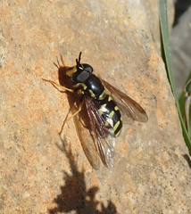 Chrysotoxum intermedium