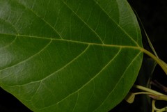 Cordia subcordata