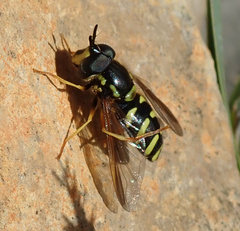 Chrysotoxum intermedium