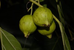 Cordia subcordata