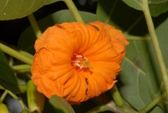 Cordia subcordata