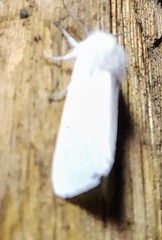 Spilosoma urticae