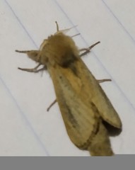 Phragmataecia castaneae