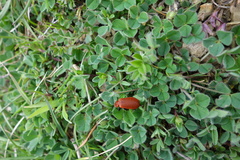Pyrochroa serraticornis