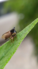Membracidae