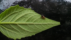 Membracidae