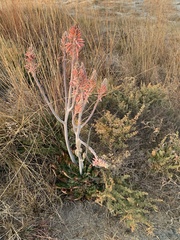 Aloe greatheadii davyana