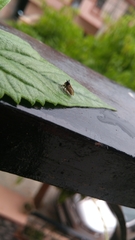 Membracidae
