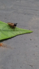 Membracidae