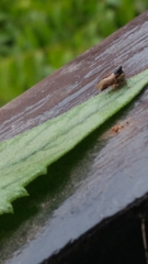 Membracidae