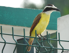 Pitangus sulphuratus