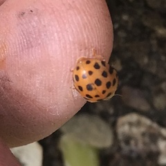 Henosepilachna sumbana