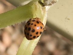 Henosepilachna sumbana