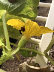 Henosepilachna sumbana