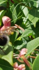 Bombus