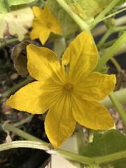 Henosepilachna sumbana