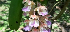 Aerides