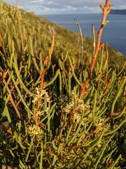 Hakea epiglottis