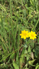 Blackstonia perfoliata