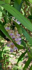 Aerides