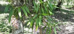 Aerides