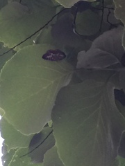 Euryobeidia languidata