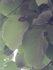 Euryobeidia languidata