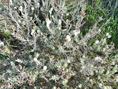 Achyranthemum paniculatum